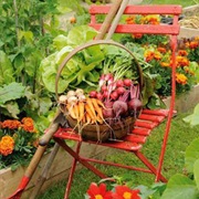 Grow Your Own Food. Preferably Without Herbicide and Pesticides.