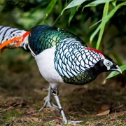 Lady Amherst's Pheasant
