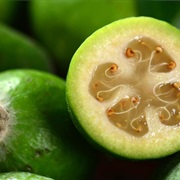 Feijoa (Acca Sellowiana)