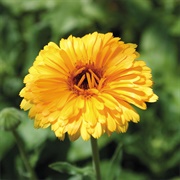 Calendula