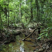 Trésor Nature Reserve, French Guiana
