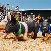 Watch a Pig Race