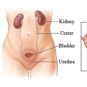 Urinary
