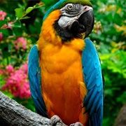 Blue and Gold Macaw