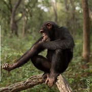 Centre De Conservation Pour Chimpanzés, Guinea
