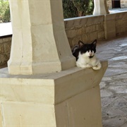 Holy Monastery of St Nicholas of the Cats, Cyprus