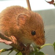 Eurasian Harvest Mouse