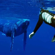 Swim With Humpback Whales