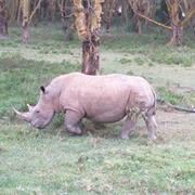 See a Rhino in the Wild