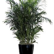 Bamboo Palm