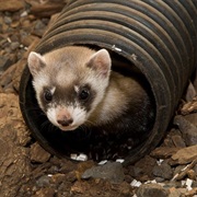 Ferret