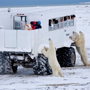 Go on a Polar Bear Safari