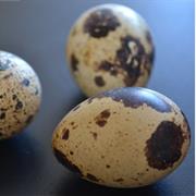 Pheasant Egg