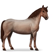 Chincoteague Pony - Strawberry Roan