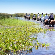Ibera Marshes, Argentina