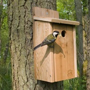 Make a Nest Box