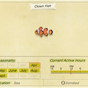 Clownfish