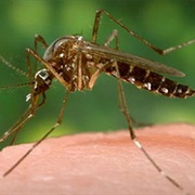 Been to Malaria, Yellow Fever, or Other High Disease Regions