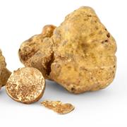 White Alba Truffle