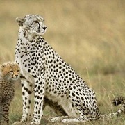 Cheetah