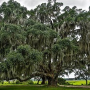 Southern Live Oak Trees