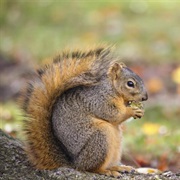 Clean and Cook a Squirrel