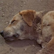 Old Yeller - Old Yeller