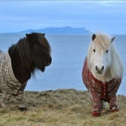 Icelandic Pony