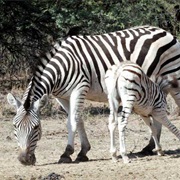 Gaborone Game Reserve, Botswana