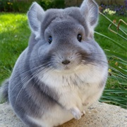 Chinchilla