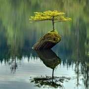 The Tree on the Lake, BC