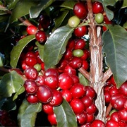 Visit a Coffee Farm
