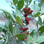 Lentisk (Pistacia Lentiscus)