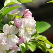 Midget Crabapple (Malus × Micromalus)