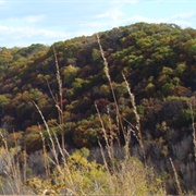 Coulee Experimental State Forest, Wisconsin