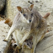 Mareeba Rock-Wallaby