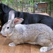Flemish Giant Rabbit