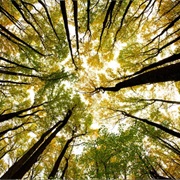 Spend Time in Nature