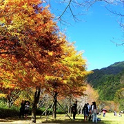 Aowanda National Forest, Taiwan