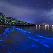 Bioluminescent Bay, USA