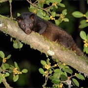 Sri Lankan Brown Palm Civet
