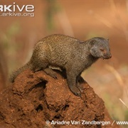 Ethiopian Dwarf Mongoose