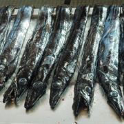 Black Scabbard Fish