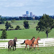 Lexington (KY)