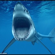 Fed a Shark