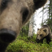 Bear Safari in Kainuu