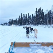Dog-Sledding in Switzerland