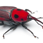 Palm Weevil