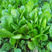 #46 Appetizers and Snacks:  Artichoke and Walnut-Stuffed Belgian Endive