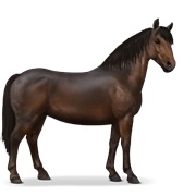 Chincoteague Pony - Dark Bay